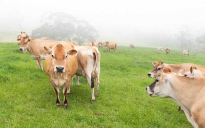 Bull testing – saving you big bucks